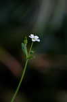 Flowering spurge